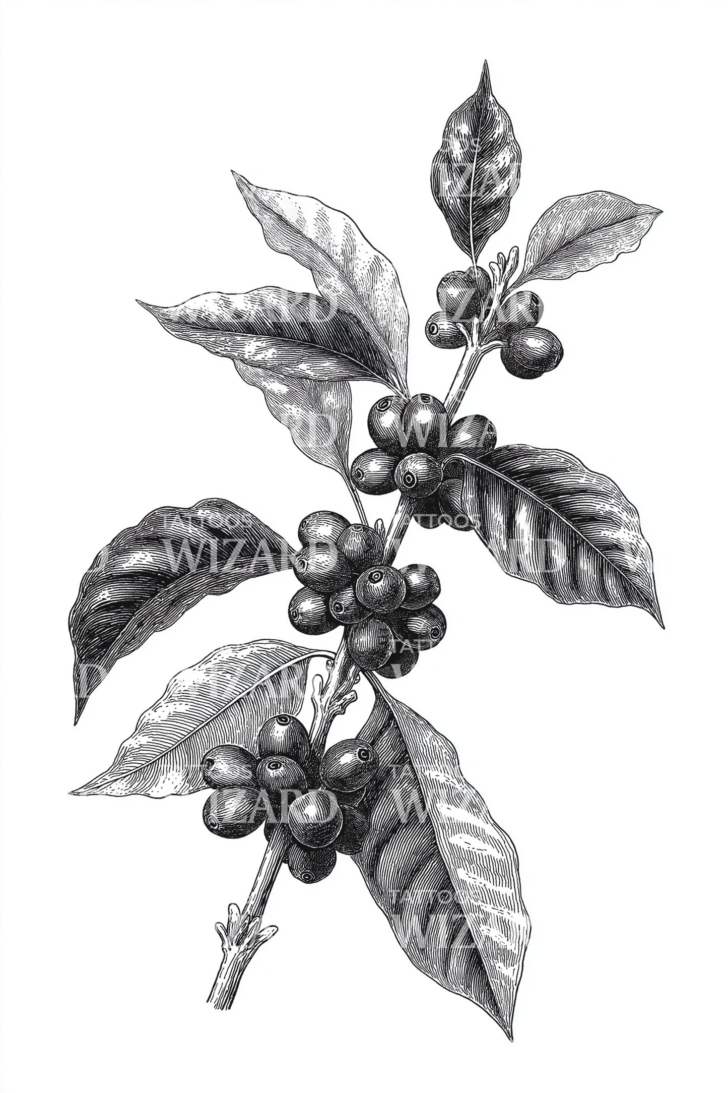 Coffee Berry Botanical Tattoo Design
