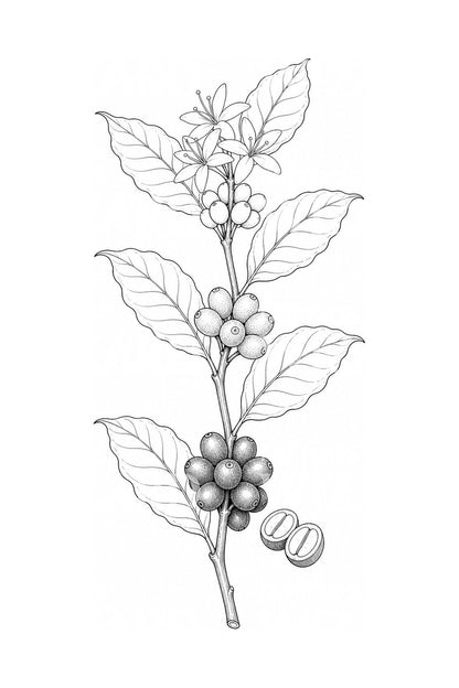 Coffee Branch with Cherries Tattoo Illustration