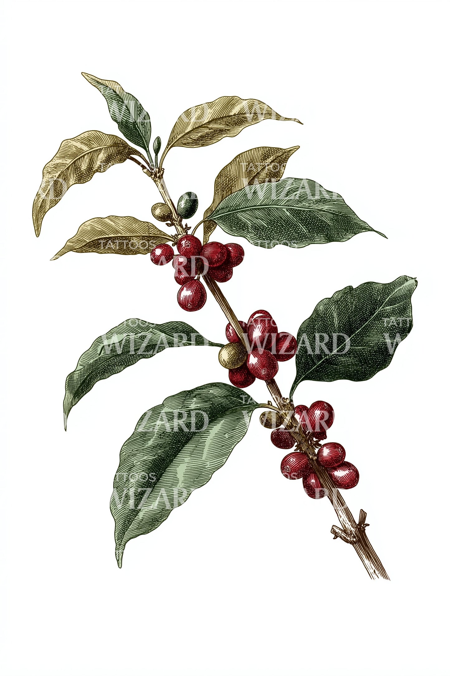 Coffee Cherry Branch Tattoo Illustration