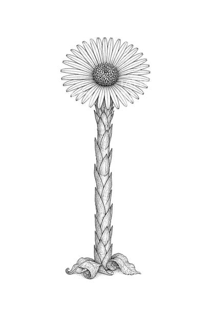 Podběl před listy Tattoo Design
