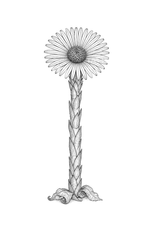 Μητέρα-και-μητριά πριν από τα φύλλα Tattoo Design