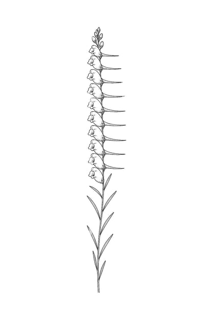 Desain Tato Batang Bunga Linaria