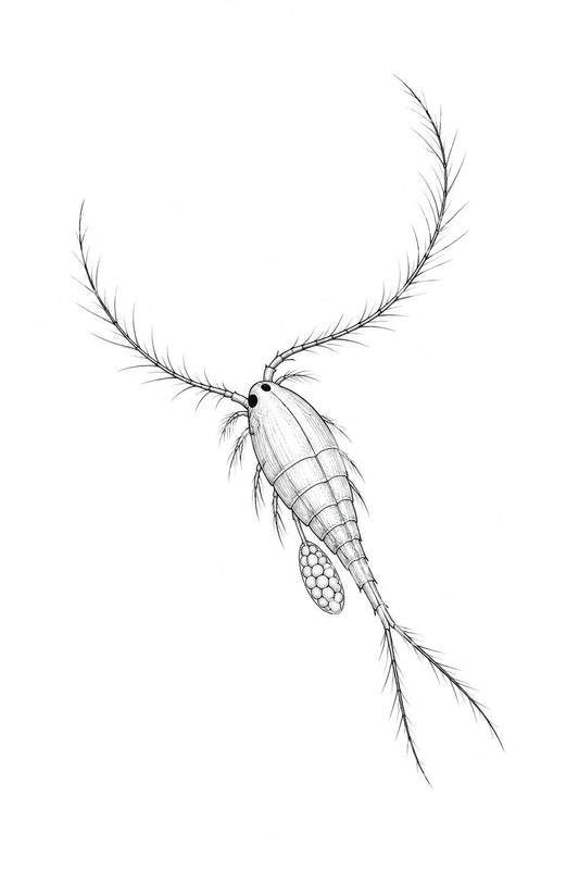 Desain Tato Kopepoda dengan Antena Berbulu