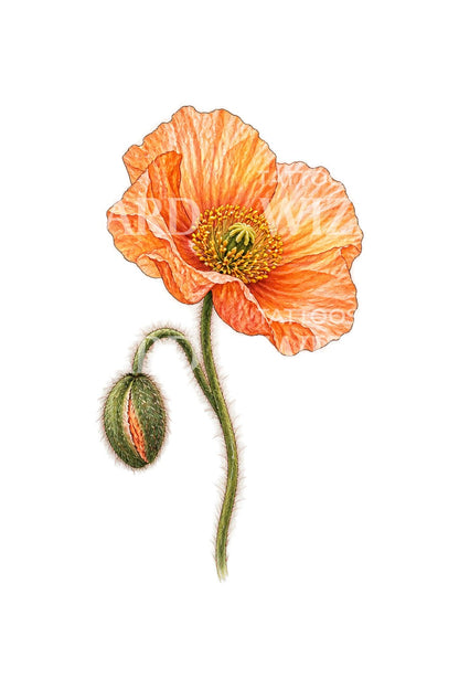 Crinkled Apricot Iceland Poppy Realism Tattoo Design