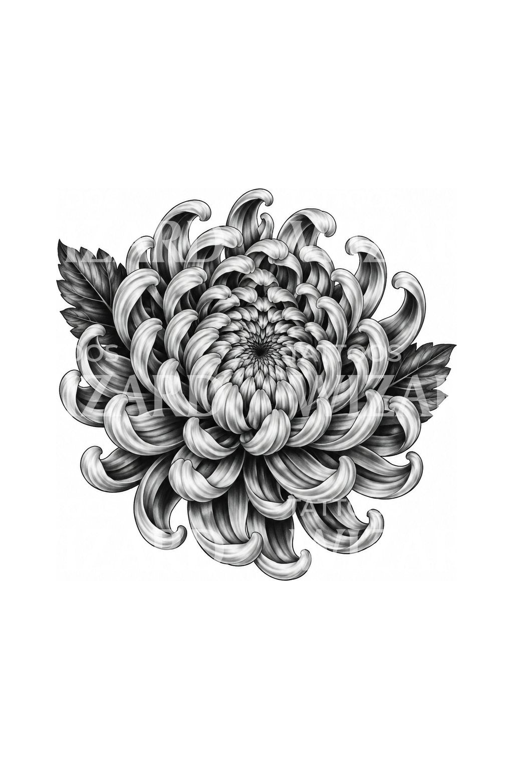 Realistische tattoo-illustratie van chrysant met gekrulde bloemblaadjes