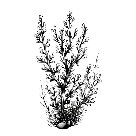 Ein süßes Kelp-Algen-Tattoo-Design