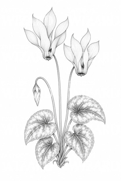 Cyclamen Bloom Fine Line Tattoo Design