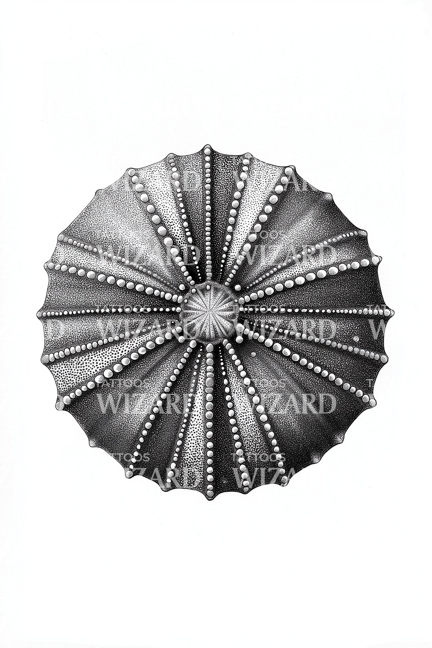 Dark Urchin Wheel Tattoo Illustration