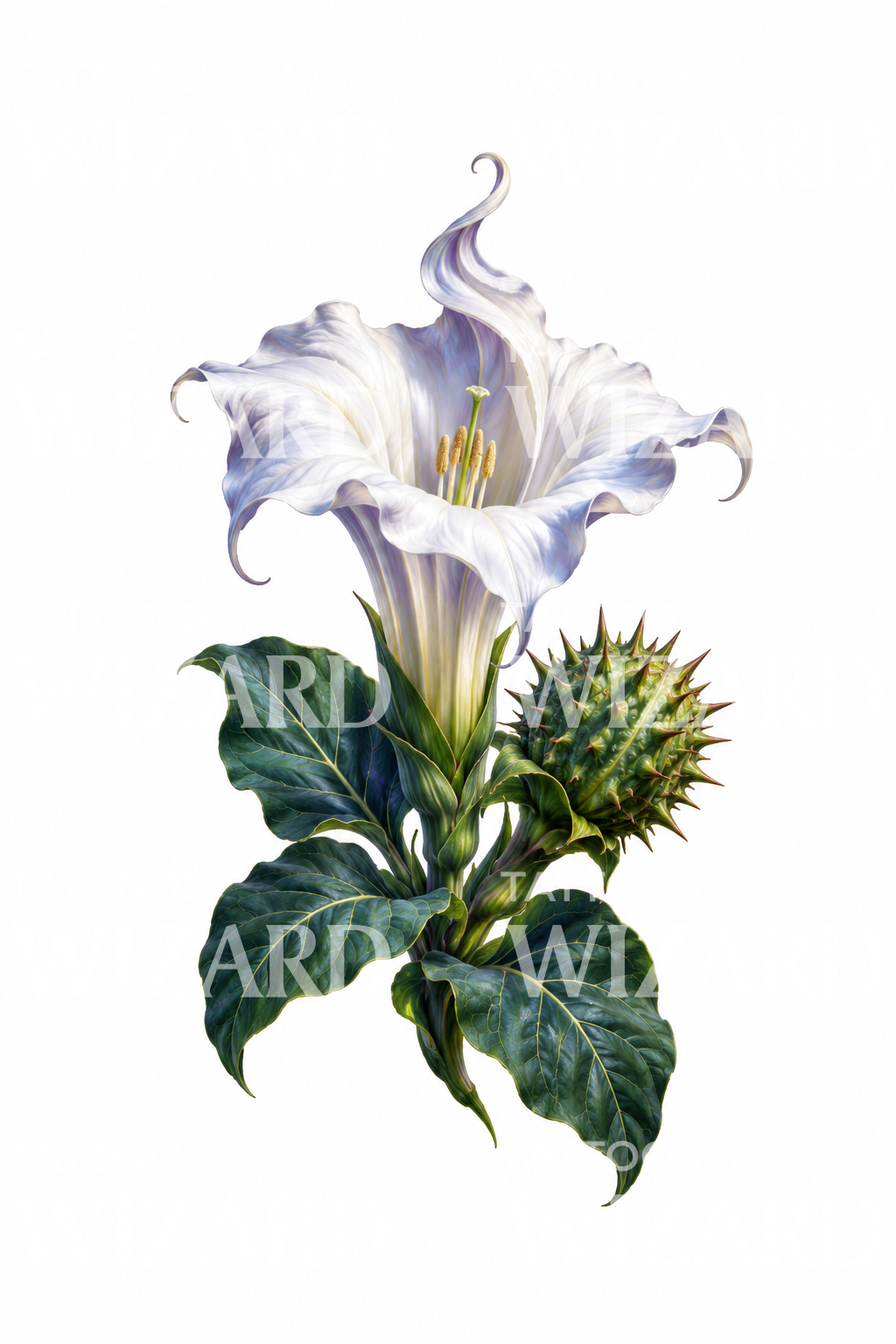 Tattoo-illustratie van de nachtelijk bloeiende datura-moonflower