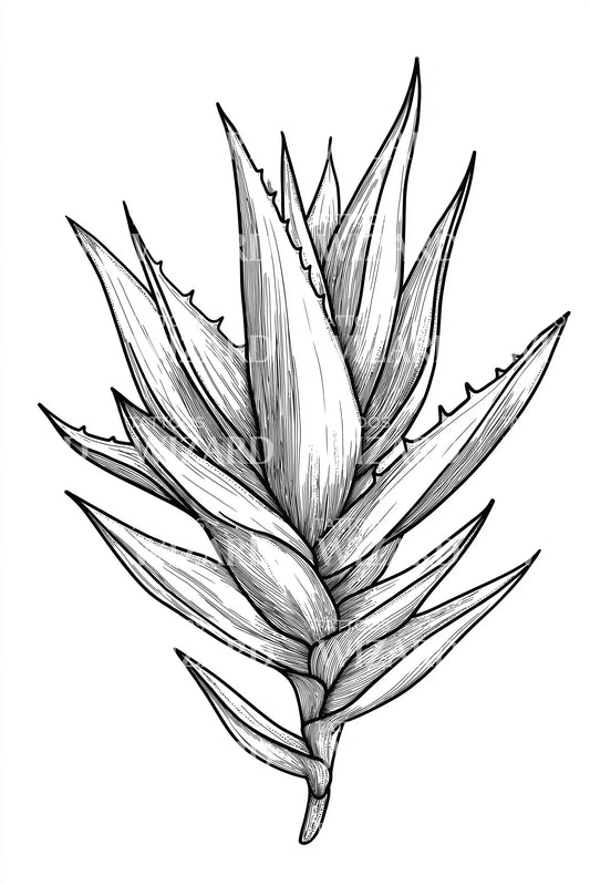 Desert Agave Leaves Tattoo Illustration