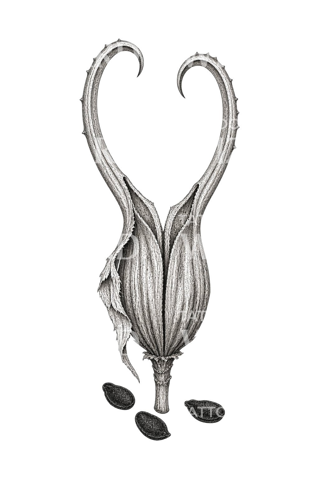 Diseño de tatuaje de vaina de semillas de garra del diablo
