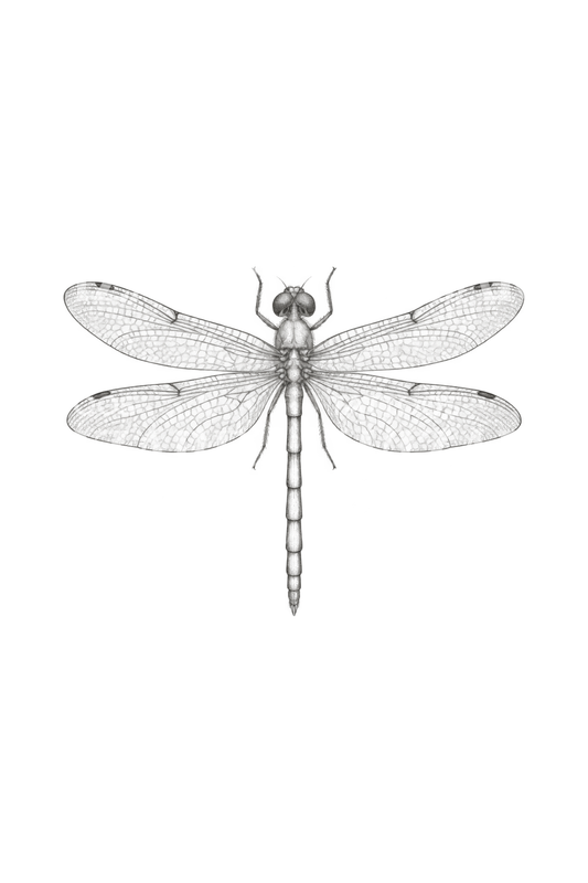 Dragonfly Lace Wings Tattoo Idea