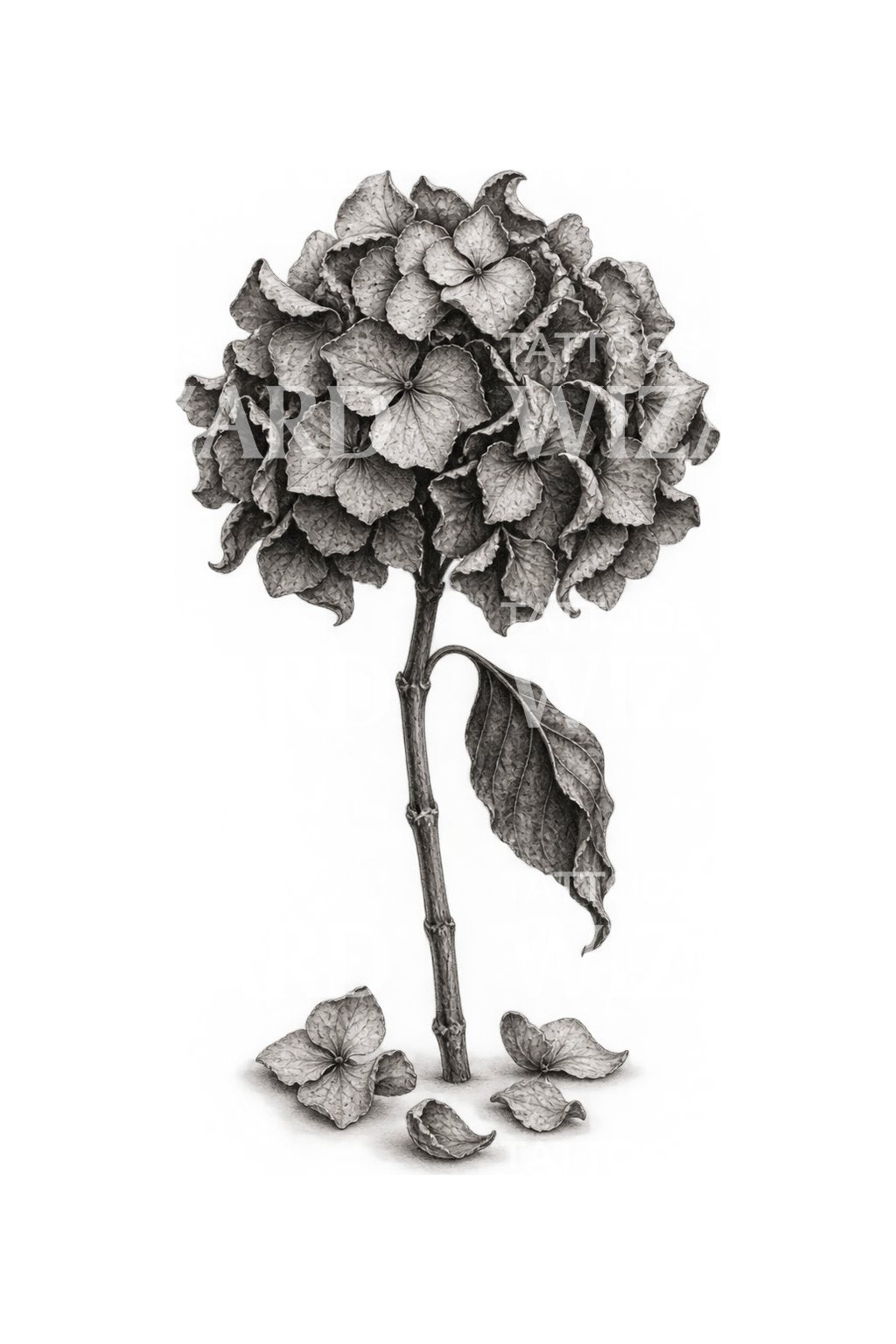 Dried Hydrangea Keepsake Tattoo Illustration
