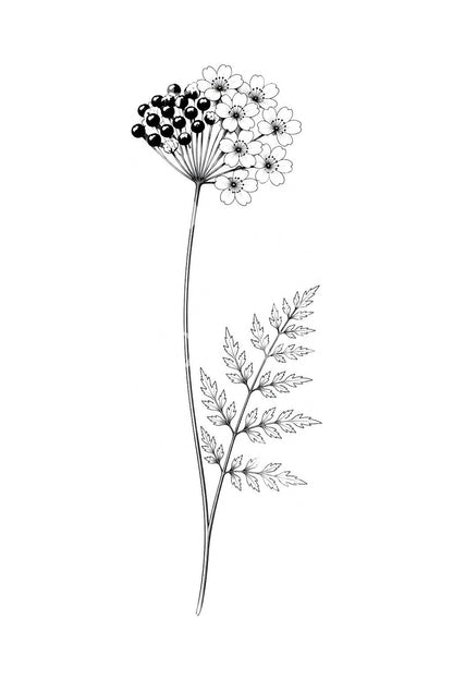 Tattoo-Design mit Knospen und Blüte des Mädesüß