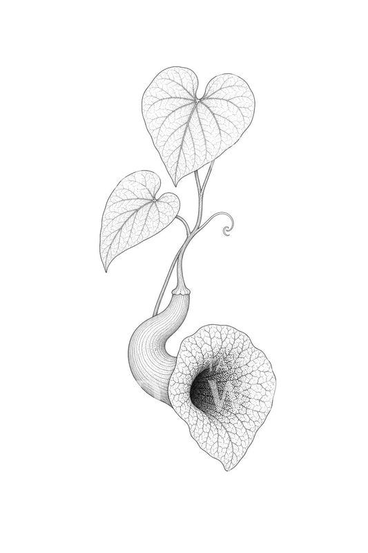 Desain Tato Bunga Dutchman’s Pipe Vine