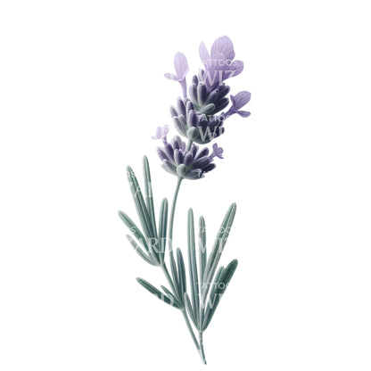 Curl Of Lavender Tattoo Design