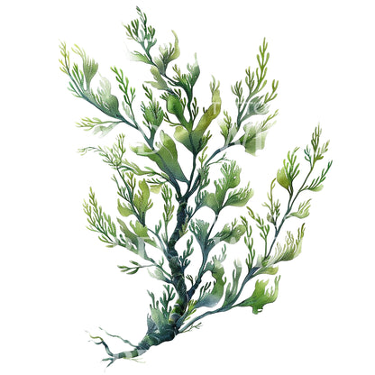 Elegant Algae Tattoo Design
