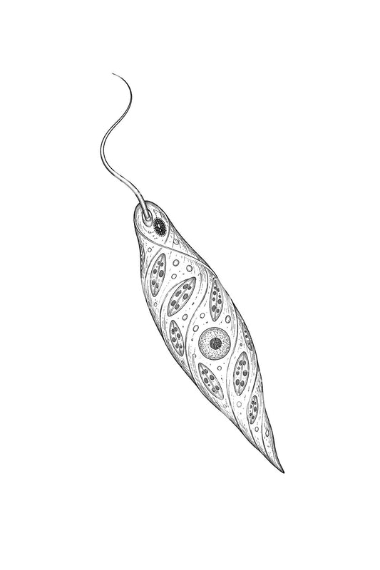Tattoo-ontwerp van één euglenacel onder de microscoop