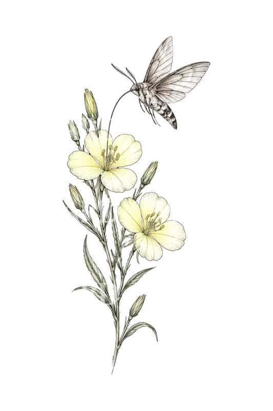 Evening Primrose with Hawk Moth Fine Line Tattoo