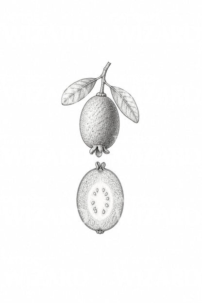 Diseño de tatuaje de feijoa partida