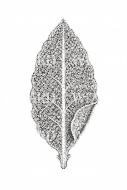Diseño de tatuaje de hoja aterciopelada de gordolobo