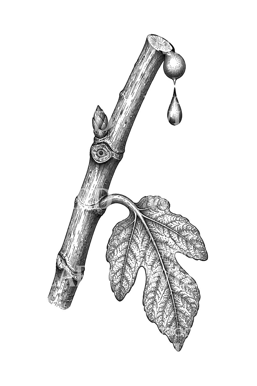 Diseño de tatuaje de gota de látex del tallo de higo