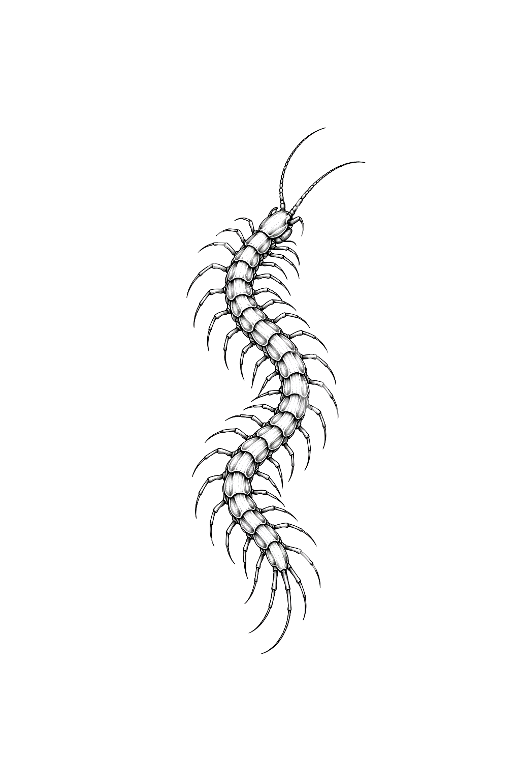 Tatouage scolopendre en courbe S, fine line