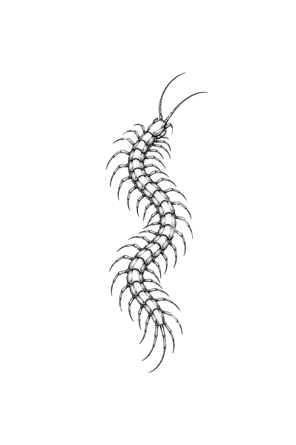 Tatouage scolopendre en courbe S, fine line