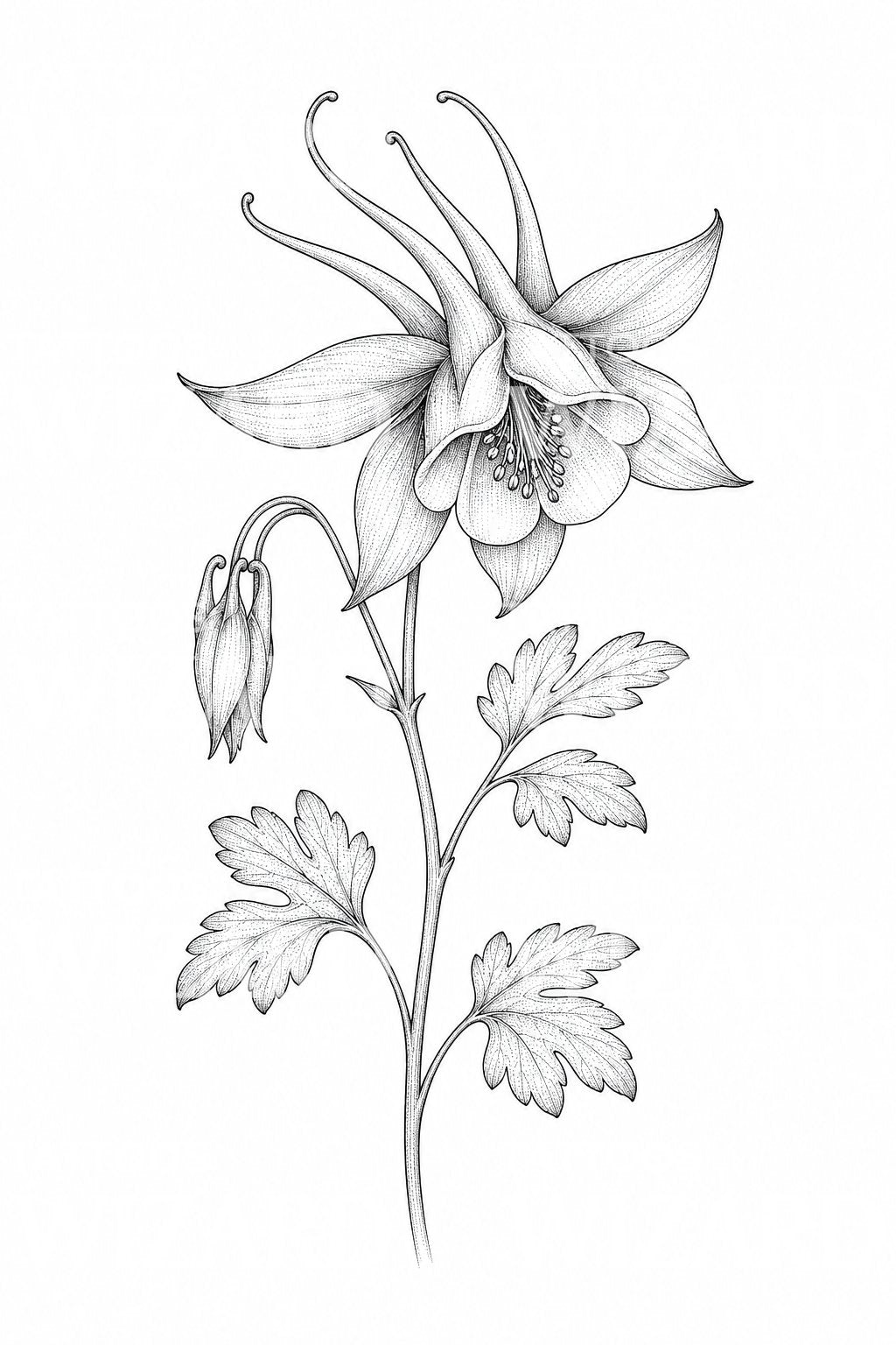 Fine Line Columbine Tattoo Illustration