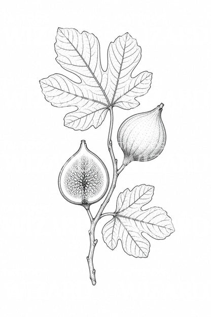 Fine Line Fig Branch Tattoo Design