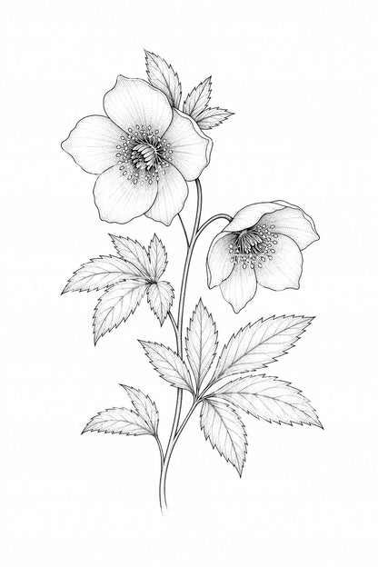 Fine Line Hellebore Tattoo Illustration
