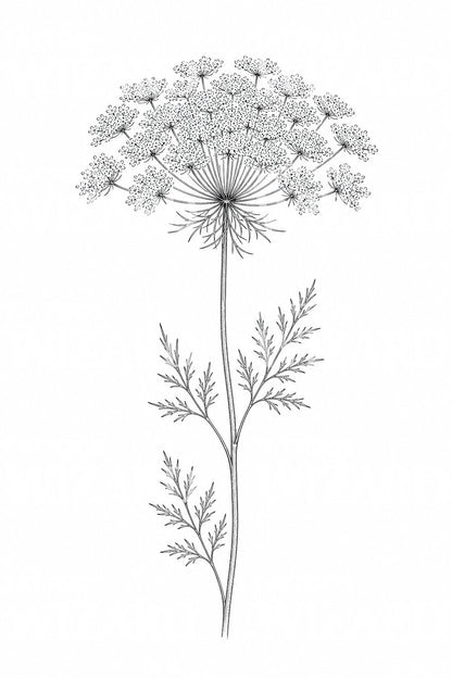 Fine Line Queen Annes Lace Tattoo Design