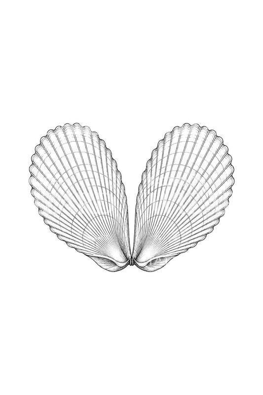 Fluted Angel Wing Sea Shell Tattoo Illustration