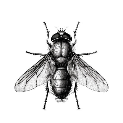 Fly Scientific Illustration Tattoo Idea