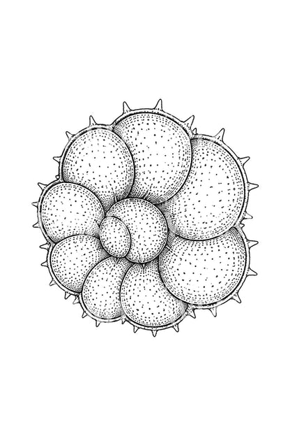 Foraminifera Microfossil Shell Tattoo Design