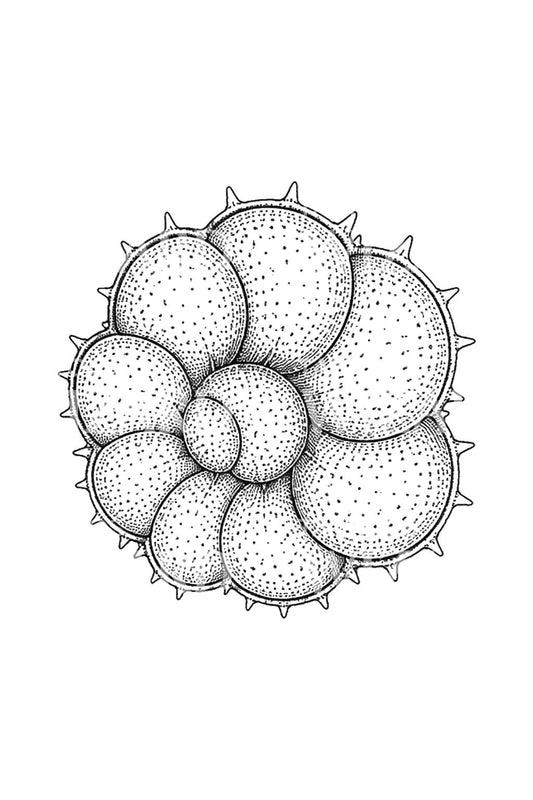 Foraminifera Microfossil Shell Tattoo Design