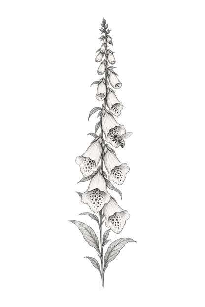 Torre de dedalera con abeja en línea fina