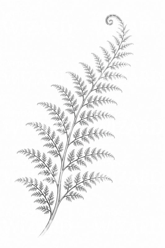 Fractal Fern Frond Tattoo Illustration
