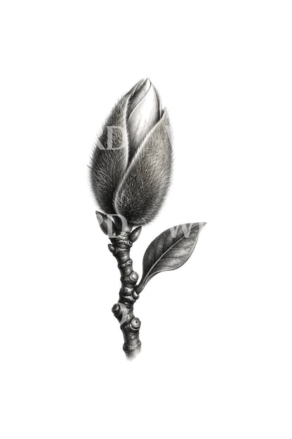 Magnoliaknopp med dun, svart og grå tatoveringsillustrasjon