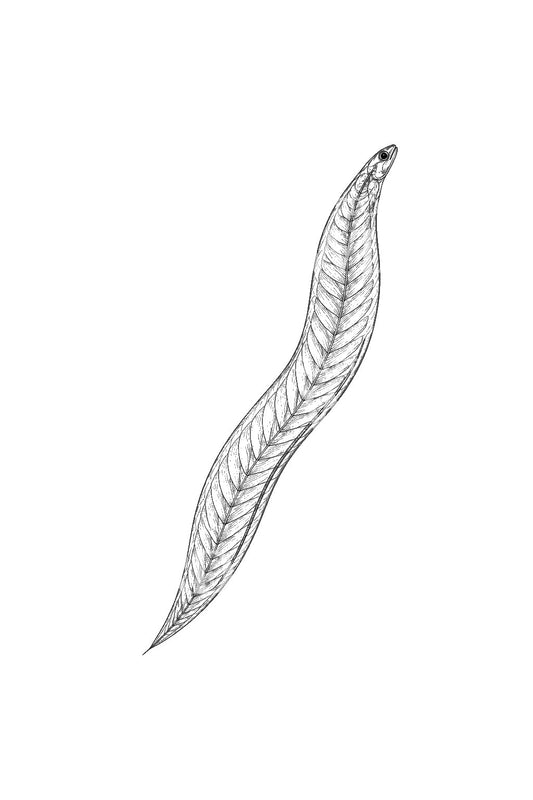 Idée de tatouage de larve d’anguille de verre