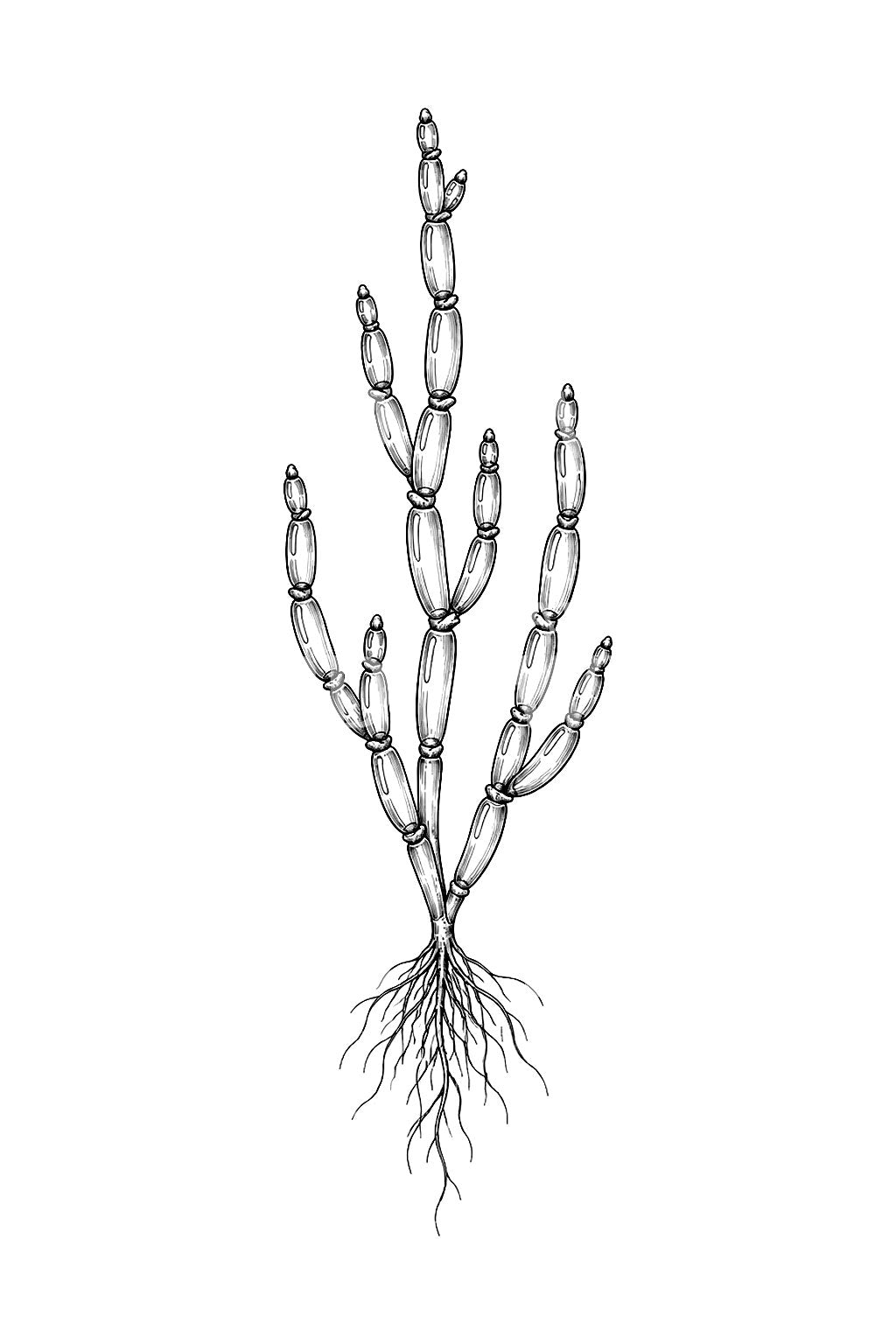 Glasswort Salt Marsh Plant Tattoo Design