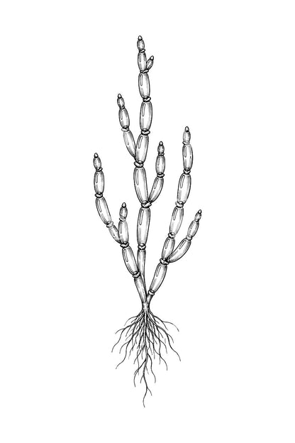Glasswort Salt Marsh Plant Tattoo Design