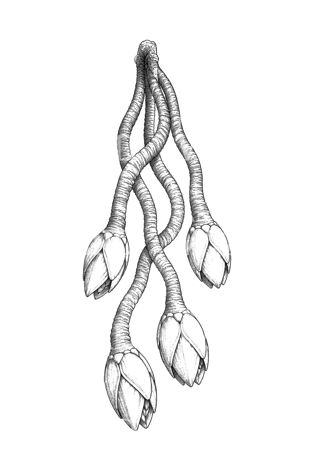 Goose Barnacle Cluster Tattoo Design