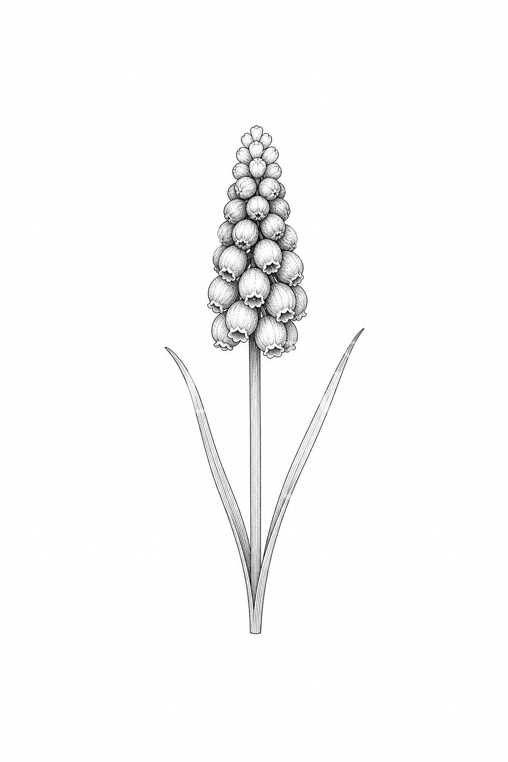 Tatoveringsdesign med perlehyacint Muscari