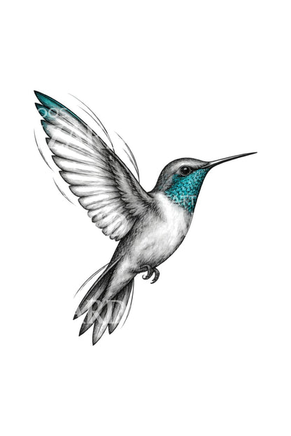 Graphite Hummingbird Study Tattoo Illustration