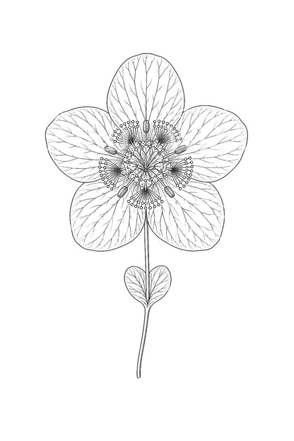 帕纳苏斯草花朵纹身插画