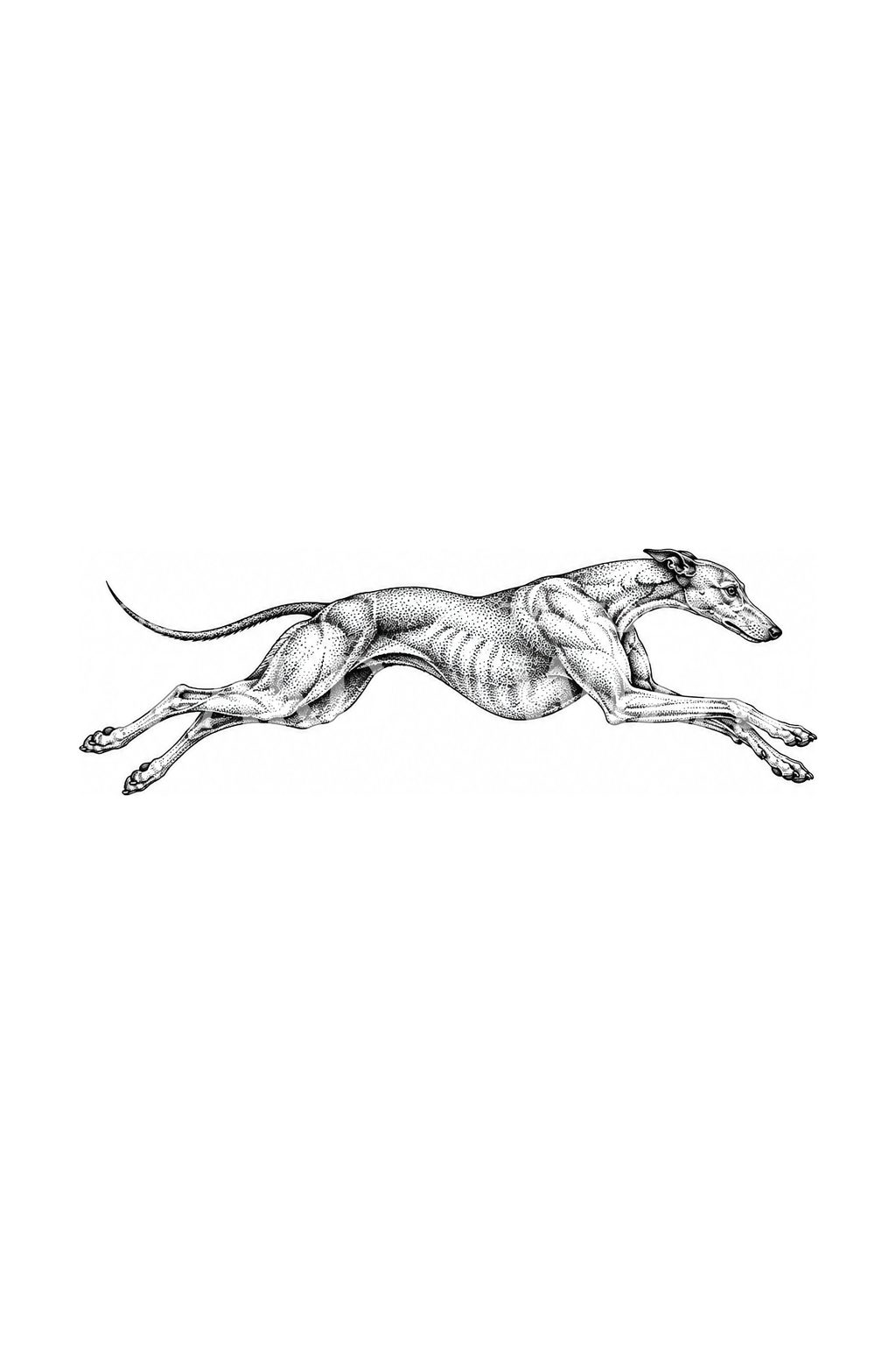 Greyhound dalam Sprint Penuh, Tato Dotwork