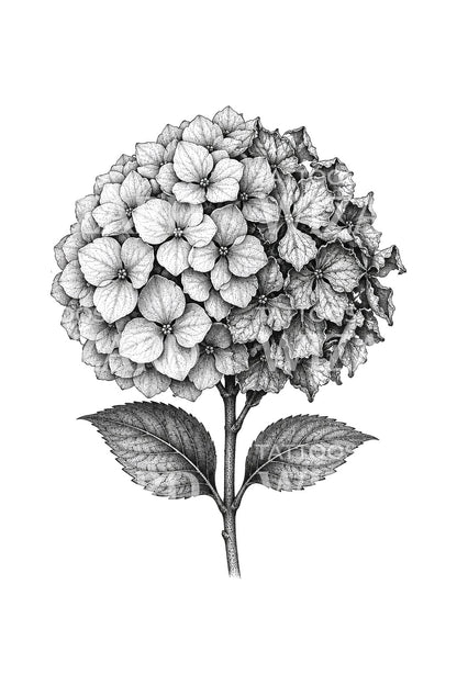 Halv frisk, halv falmet hortensia dotwork-tatovering
