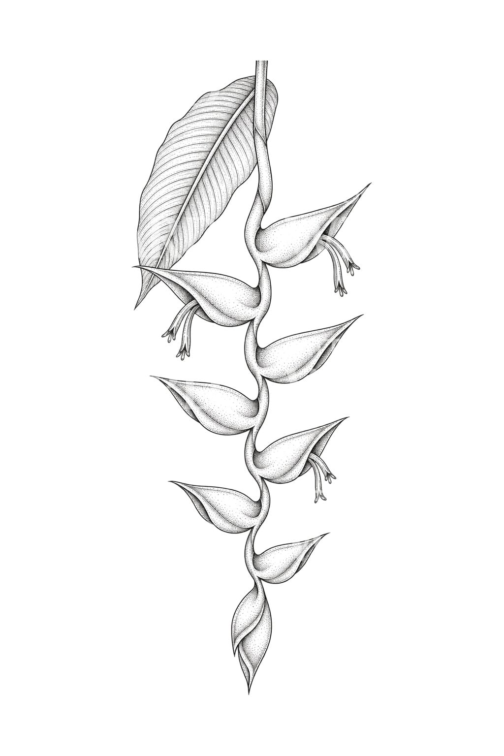 Hanging Heliconia Bracts Tattoo Design