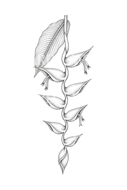 Hanging Heliconia Bracts Tattoo Design